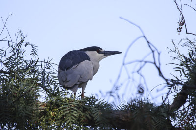 Black-crowned Night Heron