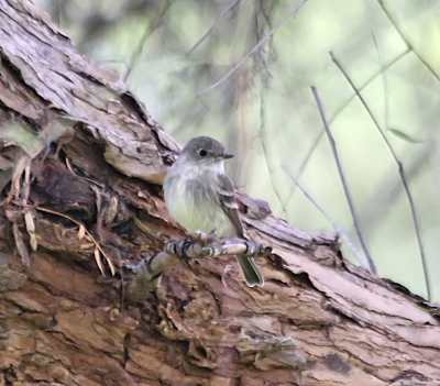 Gray Flycatcher