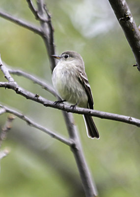 Gray Flycatcher