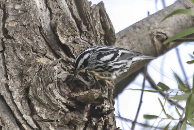 Black - and  - White Warbler