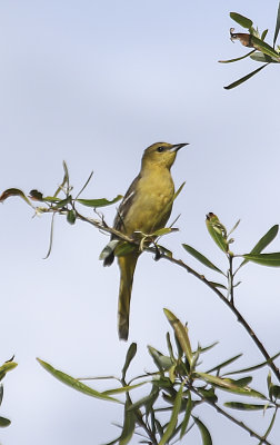 Hooded Oriole