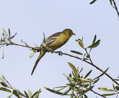 Hooded Oriole