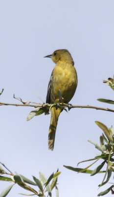 Hooded Oriole