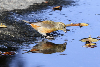 Red Crossbill