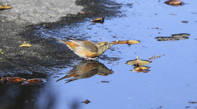 Red Crossbill