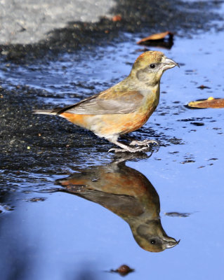 Red Crossbill