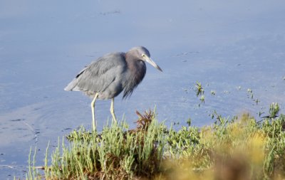 Reddish Egret