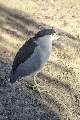 Black-crowned Night-Heron 