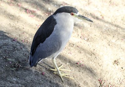Black-crowned Night-Heron