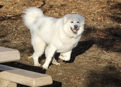 Great White Pyrenees
