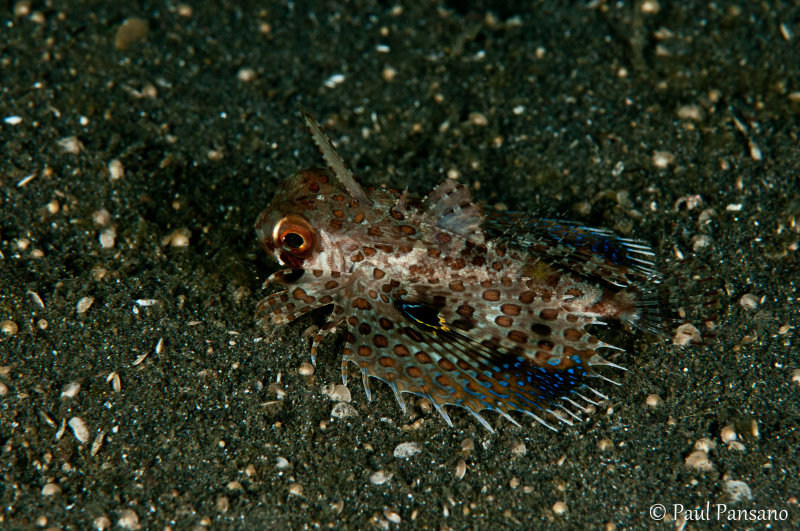 Helmut Gunard juvenile - Dactyloptena orientalis