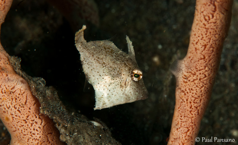 Juvenile Filefish