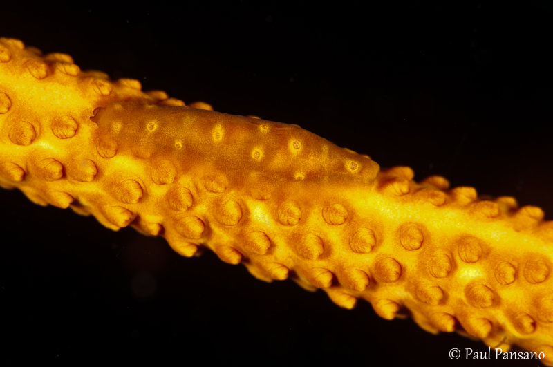 Shrimp on Golden Whip Coral
