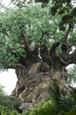 2013-06-07-035 Tree in Animal Kingdom