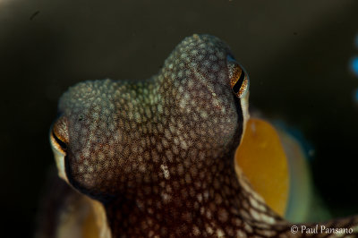 Eyes of Coconut Octopus - Amphioctopus marginata