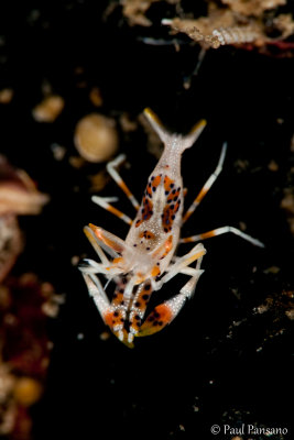 Spiny Tiger Shrimp - Phyllognathia ceratopthalmus