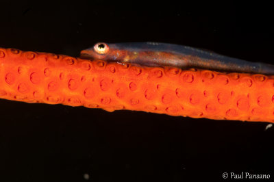Whip Goby on Red Whip Coral