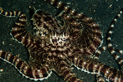 Mimic Octopus - Thaumoctopus mimicus