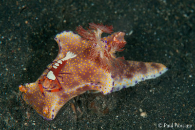 Emperor Shrimp - Periclemenes imperator on T-bar Nudibranch