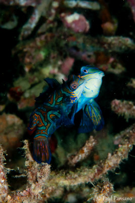 Mating Mandarinfish