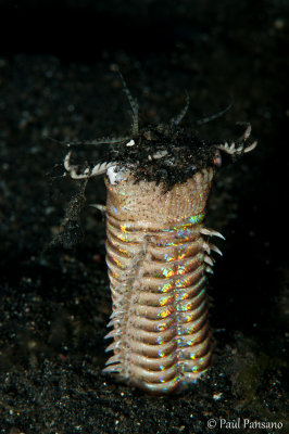 Bobbit worm - Eunice aphroditois