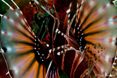 Backshot of Lionfish