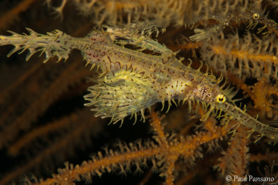 Pair of Ornate Ghost Pipefish - Solenostomus paradoxus