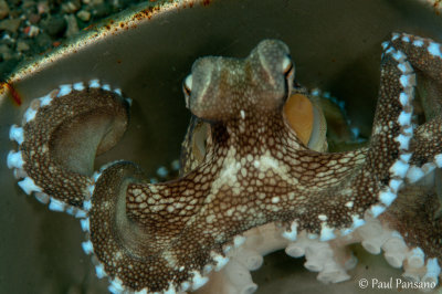 Coconut Octopus - Amphioctopus marginata