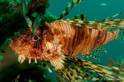 Lionfish in blue water