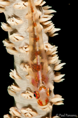 Whip Goby on White Whip Coral