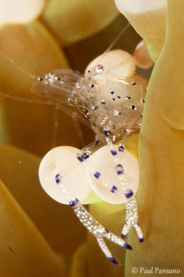 Shrimp on Ivory anemone