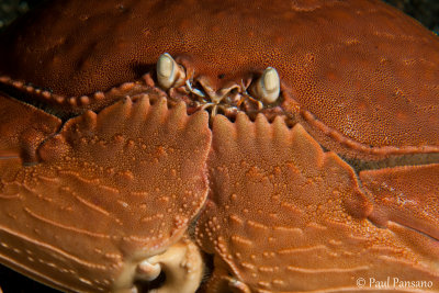 Giant Box Crab - Calappa calappa