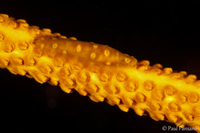Shrimp on Golden Whip Coral