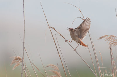 Rosse Waaierstaart / Rufous-tailed Scrub Robin