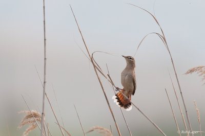Rosse Waaierstaart / Rufous-tailed Scrub Robin 