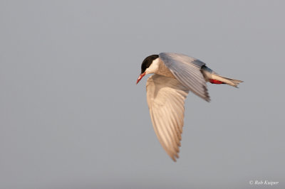 Witwangstern / Whiskered Tern 