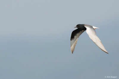 Witvleugelstern / White-winged Tern
