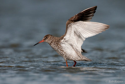 Redshank / Tureluur