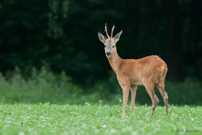 Mammals / Zoogdieren