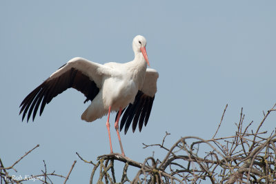 White Stork / Ooievaar