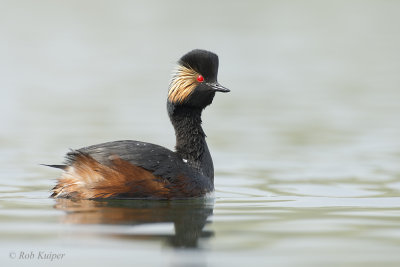 Black-necked Grebe / Geoorde Fuut