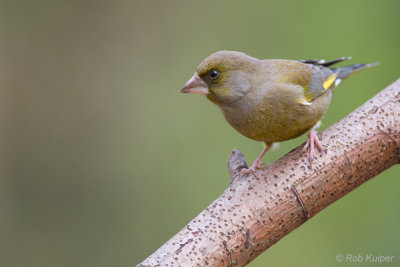 Groenling / European Greenfinch