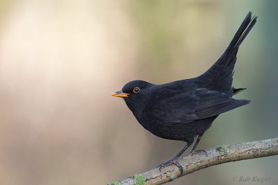 Merel / Common Blackbird