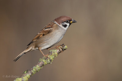 Ringmus / Eurasian Tree Sparrow