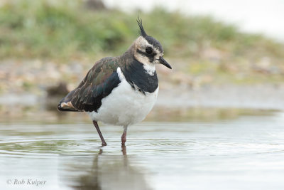 Lapwing / Kievit