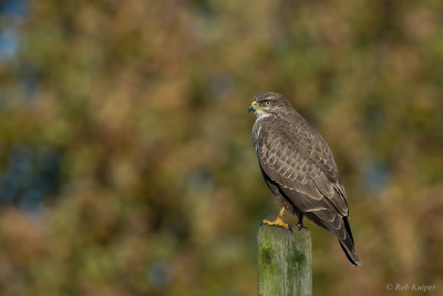 Buzzard / Buizerd