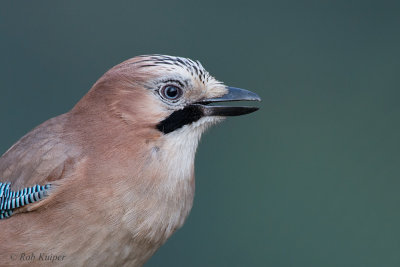 Tuinvogels / Garden birds