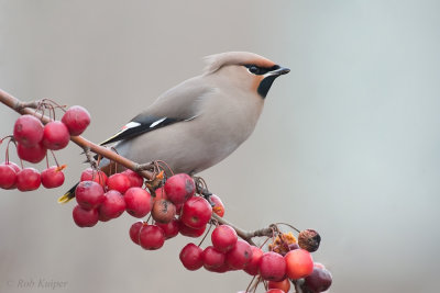 Bohemian Waxwing / Pestvogel