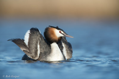 Great Crested Grebe / Fuut 