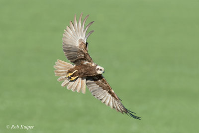 Marsh Harrier / Bruine Kiekendief